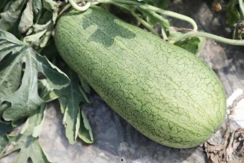 玉骨谣吃瓜不信瓜,揭秘“吃瓜不信瓜”背后的真相与启示